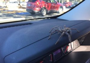 Spider in Car